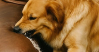 Yeni bir kanepe aldım ama köpeğim kolçaklarını tırmalamaya ve kemirmeye başladı