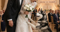 Düğünde Çıldıran Köpek Gelinliği Isırıp Sahibini Geri Çekti! Saniyeler Sonra Olanlar Herkesi Dehşete Düşürdü…