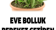 Evlere Bolluk Bereket Getiren Bitki