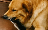 Yeni bir kanepe aldım ama köpeğim kolçaklarını tırmalamaya ve kemirmeye başladı