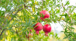 Annesinin vefat ettiği gün