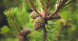 Görünür Damarlar Ne Anlama Gelir