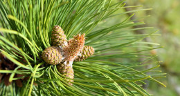 Kurban fiyatları belirlendi