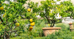 Akın Öztürk Açıklaması