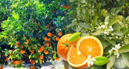 Bakın kimin Yeğeni Çıktı.