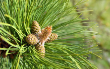 Özlem Çerçioğlu Aydın