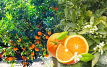 Kızının kayboluşundan sekiz yıl sonra bir anne, bir adamın kolundaki dövmede kızının yüzünü tanır. Dövmenin ardındaki gerçek ise onu adeta nefessiz bırakır.