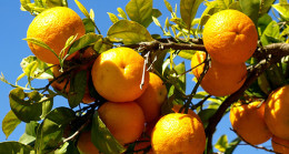 Kız yaşlı bir adamla evlendi, korktuğu için erken yattı