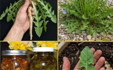 Bahçenizden Söküp Attığınız O Sarı Çiçek Aslında Tam Bir Şifa Deposu