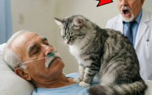 KOMA HALİNDEKİ MİLYARDERİN ODASINA SOKAK KEDİSİ GİRDİ… VE BİR MUCİZE OLDU