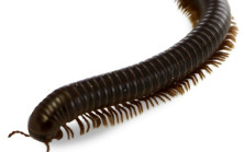 Eğer evinizde bir kırkayak bulursanız