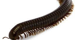 Eğer evinizde bir kırkayak bulursanız