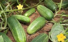 Doktorlar salatalık fazla tüketmeni Zararlarını açıkaldı