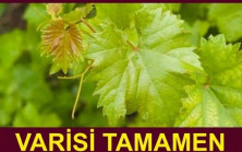 Varisi Tamamen Yok Ediyor