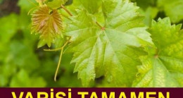 Varisi Tamamen Yok Ediyor