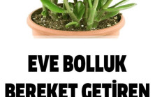 Evlere Bolluk Bereket Getiren Bitki