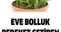 Evlere Bolluk Bereket Getiren Bitki