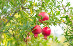 Bir motosikletçi, bir dinerde 81 yaşındaki bir gaziyi tokatladı