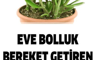 Evlere Bolluk Bereket Getiren Bitki